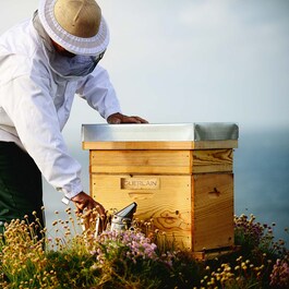 Bee Glow