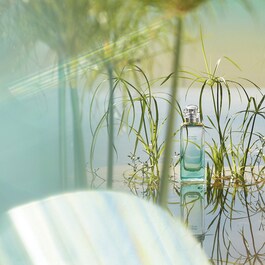 Un Jardin Sur Le Nil