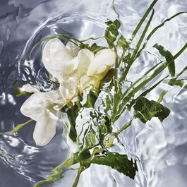Aqua Allegoria Herba Fresca – Eau de Toilette