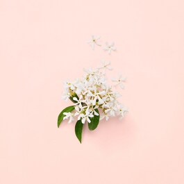 Gucci Bloom