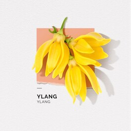Ylang - Eau de Parfum