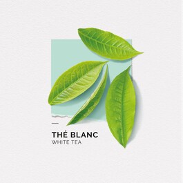 Thé Blanc - Eau de parfum