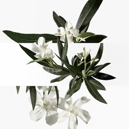 Un Jardin en MÈditerrannÈe Eau de Toilette