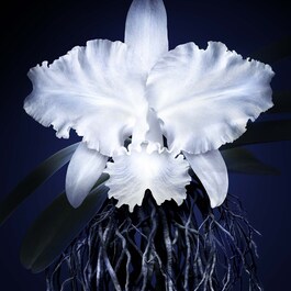 Orchidée Impériale - The Light Cream