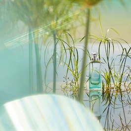 Un Jardin Sur Le Nil