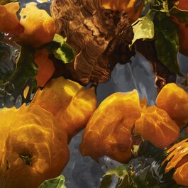 Aqua Allegoria Forte Mandarine Basilic Eau de Parfum