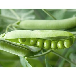 Fermented Soybean Bio Cellulose Mask - Soothing [Panthenol]