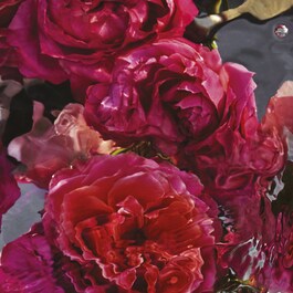 Aqua Allegoria Forte Rosa Rossa Eau de Parfum