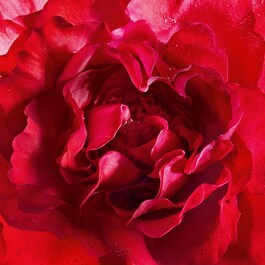 Mon Guerlain Eau de Parfum Bloom of Rose