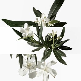 Un Jardin en MÈditerrannÈe Eau de Toilette