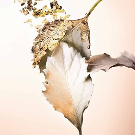 SPLENDIDA PATCHOULI TENTATION EDP