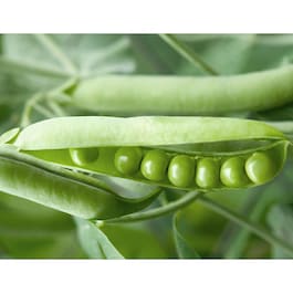 Fermented Soybean Bio Cellulose Mask - Soothing [Panthenol]