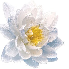 Cleansing Milk with Purifying French Water Lily Micellar Milk for Face and Eyes
