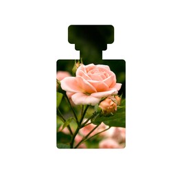 Baptise - Water Gel with Hyaluronic Acid & Manuka Honey