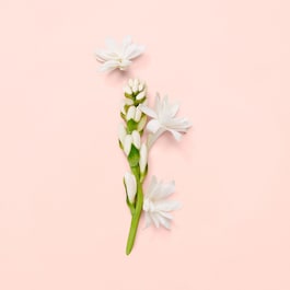 Gucci Bloom