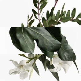 Un Jardin en MÈditerrannÈe Eau de Toilette