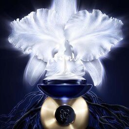 Orchidée Impériale - The Light Cream