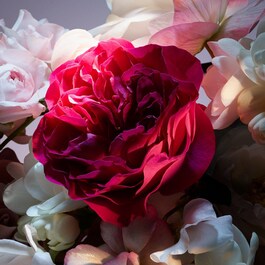 LA NUIT TRÉSOR FLEUR DE NUIT