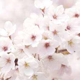 Dewy Glow Toner with Jeju Cherry Blossom
