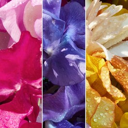 Aqua Allegoria - Florabloom Eau de Toilette