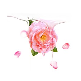 Bulgarian Rose UFO-Activated Mask