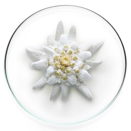 Milky Bright UV Expert Youth Shield