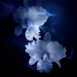 Orchidée Impériale Essence-in-Lotion