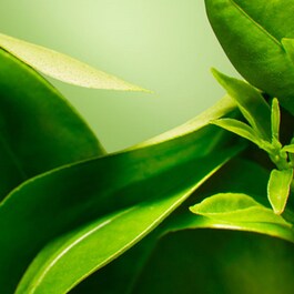 A Perfect World - Antioxidant Moisturiser with White Tea