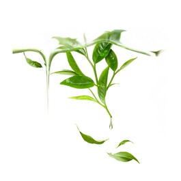 Green Tea UFO-Activated Mask