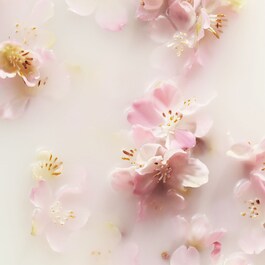 The Ritual of Sakura