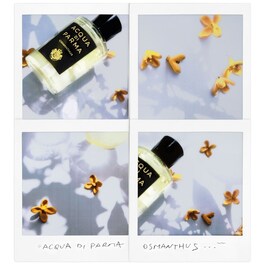 Signature Osmanthus - Eau de Parfum